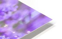 Butterfly Lavender flowers HD Metal print