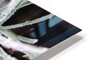 Frost on Pine Shoots HD Metal print