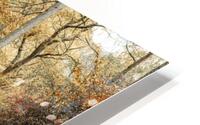Road through forest HD Metal print