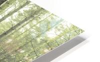 Dense Forest HD Metal print