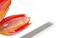 Tulip flowers HD Metal print