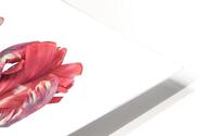 Rococo Tulips HD Metal print