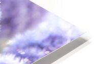 Alliums Flowers HD Metal print