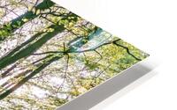 Bluebells in Forest HD Metal print