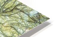 Road Through Trees HD Metal print