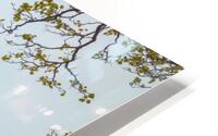 Lake district HD Metal print