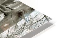 Trees in Row HD Metal print