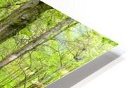 Blubells Forest HD Metal print