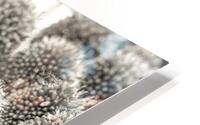 Allium Flowers HD Metal print