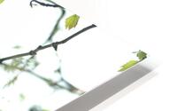 Twigs HD Metal print