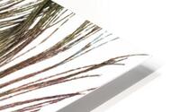 Peacock Feathers HD Metal print