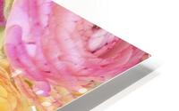 Pastel Ranunculus HD Metal print