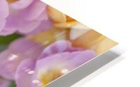 Blissful Blooms HD Metal print
