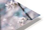 Blossoms HD Metal print