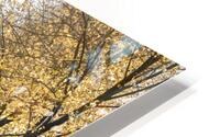 White Gold HD Metal print