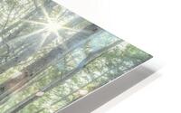 Forest Sunburst HD Metal print