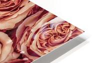 Radiant Roses HD Metal print