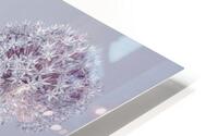 Allium Extravaganza HD Metal print