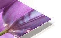 Violet Delight HD Metal print