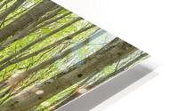 Bluebell forest HD Metal print
