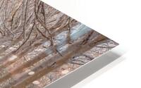 Winter Forest HD Metal print