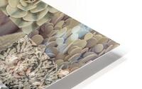 Succulents Collage HD Metal print