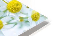 White Daisies HD Metal print