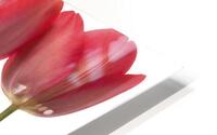 Growing Tulips HD Metal print