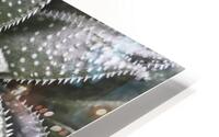 Aloe Aristata HD Metal print