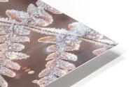 Plant Frost HD Metal print