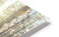 Natures Illumination HD Metal print