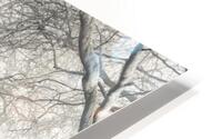 Whispering Woods HD Metal print