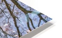 Spreading Branches HD Metal print