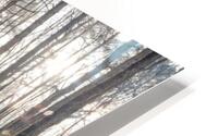 Forest reflections HD Metal print