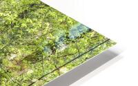 Pathway through forest HD Metal print