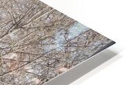 Natures Invitation HD Metal print