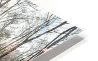 Autumn forest HD Metal print