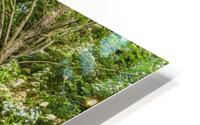 Woodland spring path HD Metal print