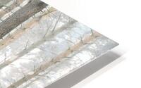 Mystical Forest   HD Metal print