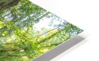 Spring woodland HD Metal print