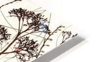 Dried Flowers HD Metal print