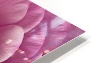 Pink Ranunculus HD Metal print
