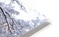 Oak tree and umbrella HD Metal print