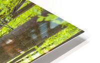 Pathway through Trees HD Metal print