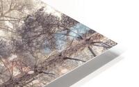 Misty Forest HD Metal print