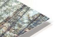 Tranquil Pathway HD Metal print