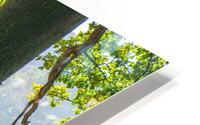 Stag under an old oak tree HD Metal print