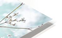 Cow Parsley HD Metal print
