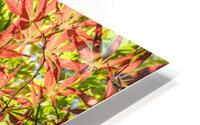 Autumn leaves HD Metal print