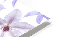 Clematis Flowers HD Metal print